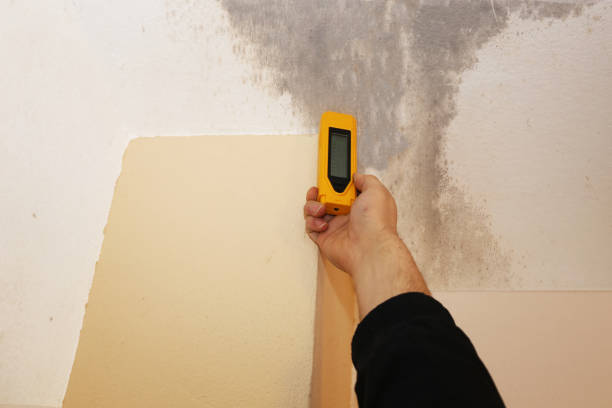 Best Basement Mold Removal  in Welch, WV