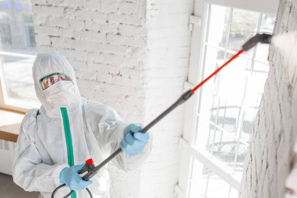 Best Emergency Mold Remediation  in Welch, WV