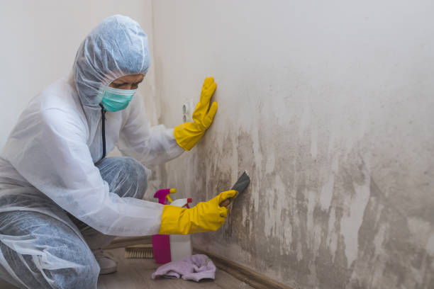 Environmental Consulting for Mold Prevention in Welch, WV