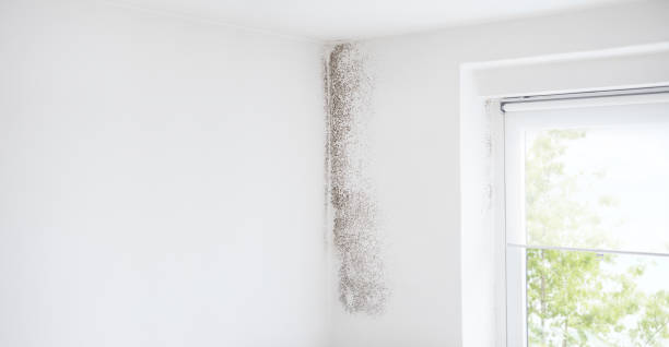 Best Mold Prevention Services  in Welch, WV