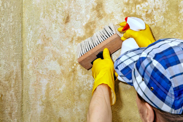 Best Asbestos and Lead Testing During Mold Inspection  in Welch, WV