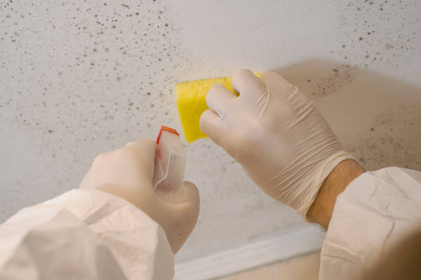 Best Mold Removal for HVAC Installations  in Welch, WV