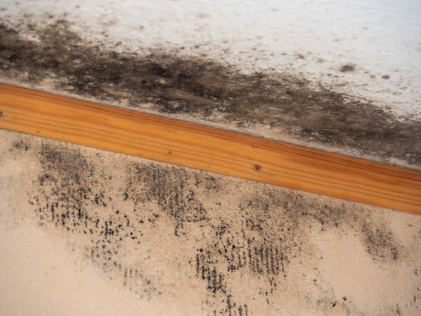 Best Attic Mold Removal  in Welch, WV