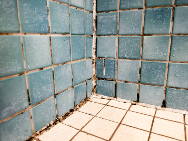 Best Post-Construction Mold Inspection  in Welch, WV