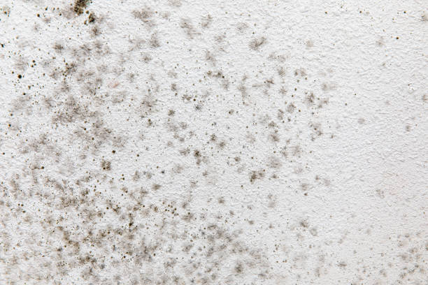 Best Real Estate Mold Inspection  in Welch, WV