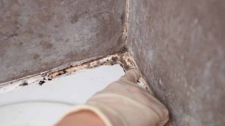 Best Biohazard Mold Removal  in Welch, WV
