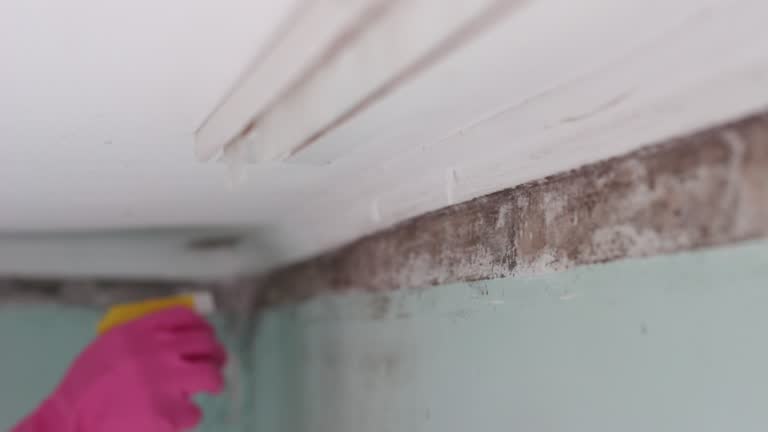Best Mold Remediation for Healthcare Facilities  in Welch, WV