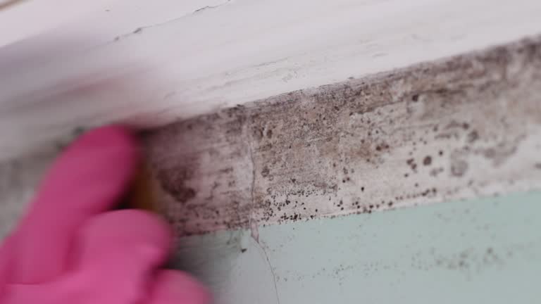 Welch, WV Mold Removal Company